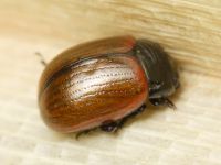 Chrysolina reitteri