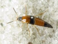 Lordithon pulchellus