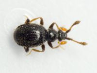 Bryaxis bulbifer