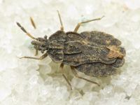 Aradus distinctus
