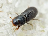 Pleurophorus caesus