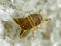 Myrmecophilus acervorum