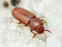 Palorus depressus