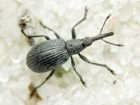 Ischnopterapion loti