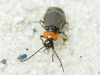 Autosilis nitidula