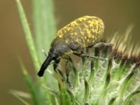Larinus (Phyllonomeus) sturnus