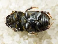 Otophorus haemorrhoidalis
