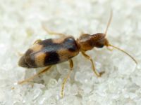 Notoxus trifasciatus