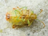 Elasmucha grisea