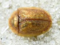 Hypocassida cornea