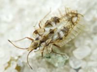 Galeatus sinuatus