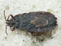 Mezira tremulae