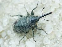 Rhinusa asellus