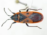 Scantius aegyptius