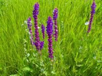 Salvia nemorosa