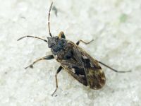 Sphragisticus nebulosus