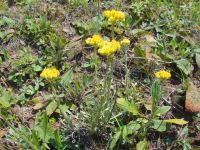 Helichrysum arenarium