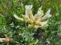 Astragalus albicaulis