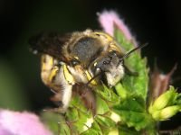 Anthidium punctatum