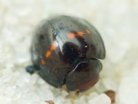 Chilocorus bipustulatus