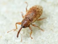 Dorytomus
