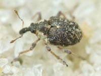 Curculionidae
