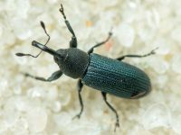 Mecinus janthinus