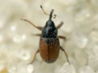 Mecinus plantaginis