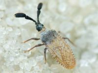 Copium teucrii