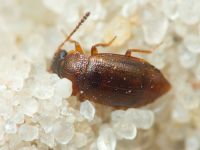 Anthobium atrocephalum