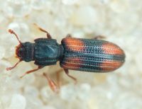 Bitoma crenata