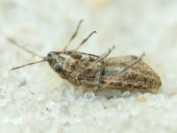 Ortholomus punctipennis
