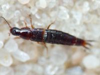 Staphylinidae