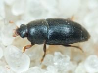 Nitidulidae