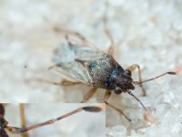 Nysius