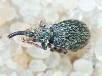 Trichopterapion holosericeum