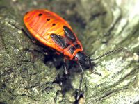 Pyrrhocoris apterus