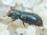 Orthocis lucasi