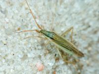 Miridae