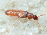 Staphylinidae