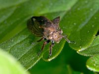 Centrotus cornutus