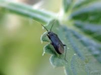 Plagiognathus arbustorum