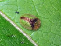 Cassida (Cassida) vibex