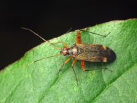 Closterotomus fulvomaculatus
