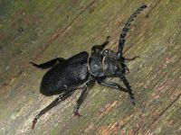 Prionus coriarius