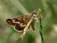 Synaphe moldavica