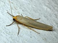 Eilema complana