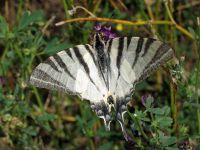 Iphiclides podalirius