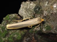Eilema complana