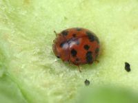 Subcoccinella vigintiquatuorpunctata